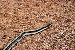 Salvadora hexalepis hexalepis