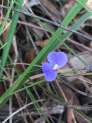 Comesperma sphaerocarpum