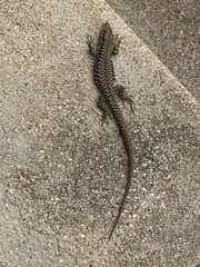 Podarcis muralis maculiventris