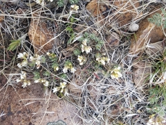Cusickiella douglasii