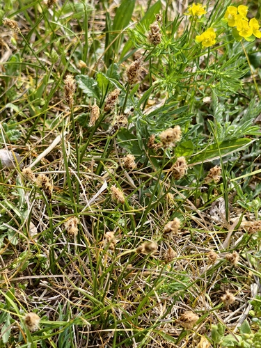 Carex stenophylla, photograph 4