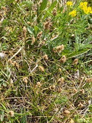 Carex stenophylla, photograph author not stated, no rights reserved