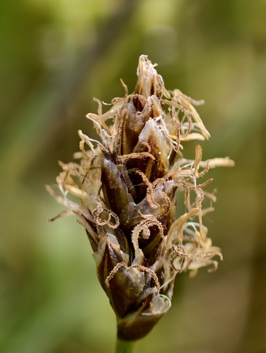 Carex stenophylla, photograph 5