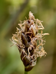 Carex stenophylla, photograph author not stated, no rights reserved