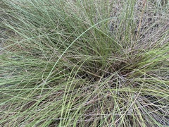 Sporobolus bakeri