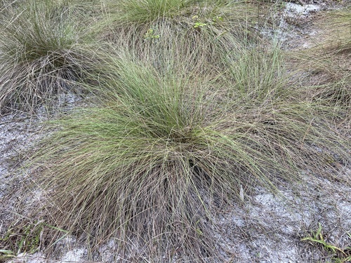 Sporobolus bakeri, photograph 1