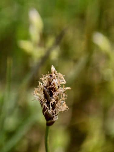 Carex stenophylla, photograph 6