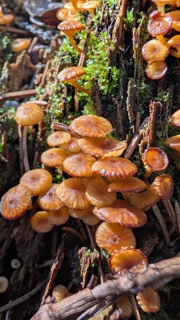 Xeromphalina campanella · April 2026 · photo: © wiljame (iNaturalist, cc-by)