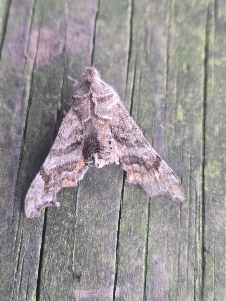 Lettered Sphinx from Worth Township, PA, USA on April 19, 2026 at 09:58 ...