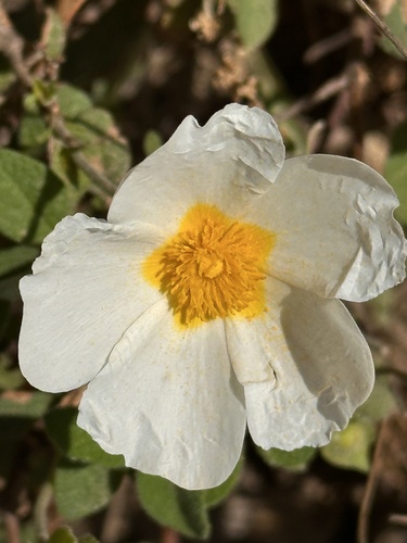 Avistamiento Cistus salviifolius