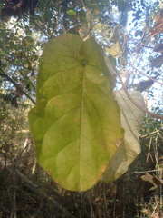 Matelea carolinensis