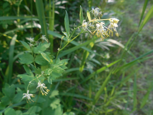 Thalictrum sekimotoanum iNat (3)