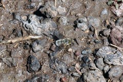 Thyridanthrax pallidus