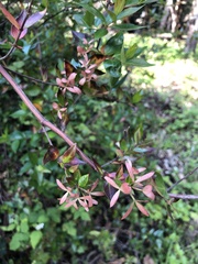 Myrtus communis
