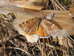 Epirranthis diversata
