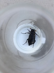 Nicrophorus nigrita