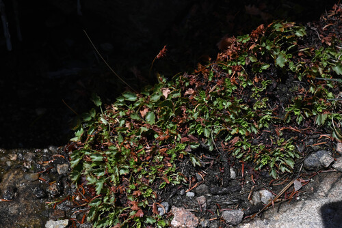 Heuchera bracteata, photograph 2