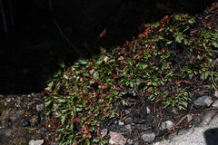 Heuchera bracteata, photograph (c) Anders Hastings, some rights reserved (CC BY)