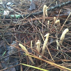 Clavariadelphus ligula