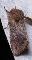 Orthosia garmani