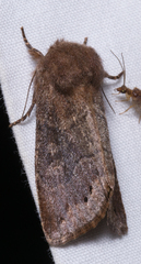 Orthosia garmani