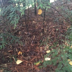 Clavariadelphus ligula