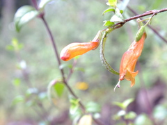 Clinopodium macrostemum