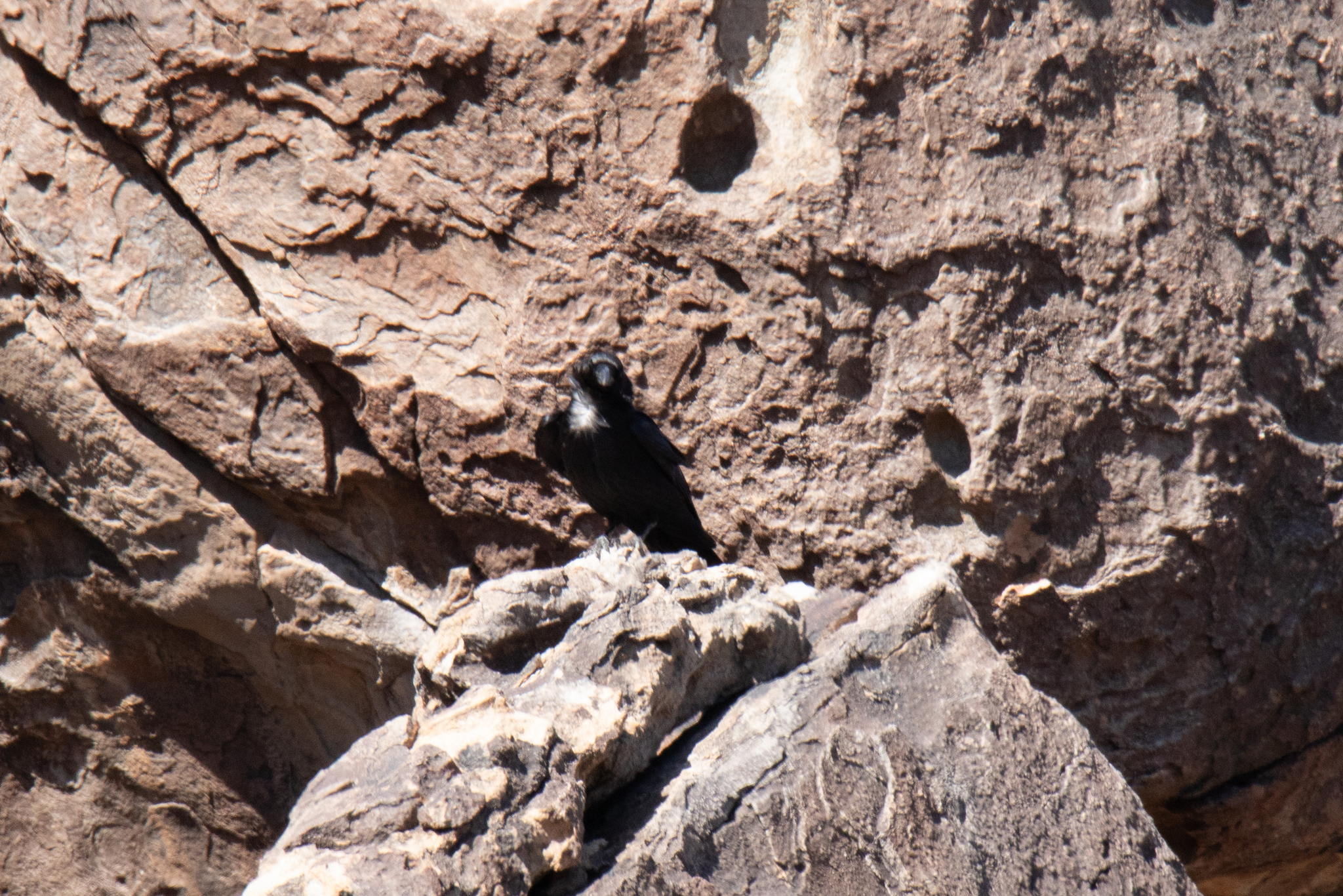 Chihuahuan Raven (Corvus cryptoleucus), photo 3