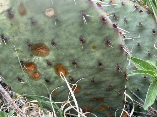 Prickly Pear Leaf Spot