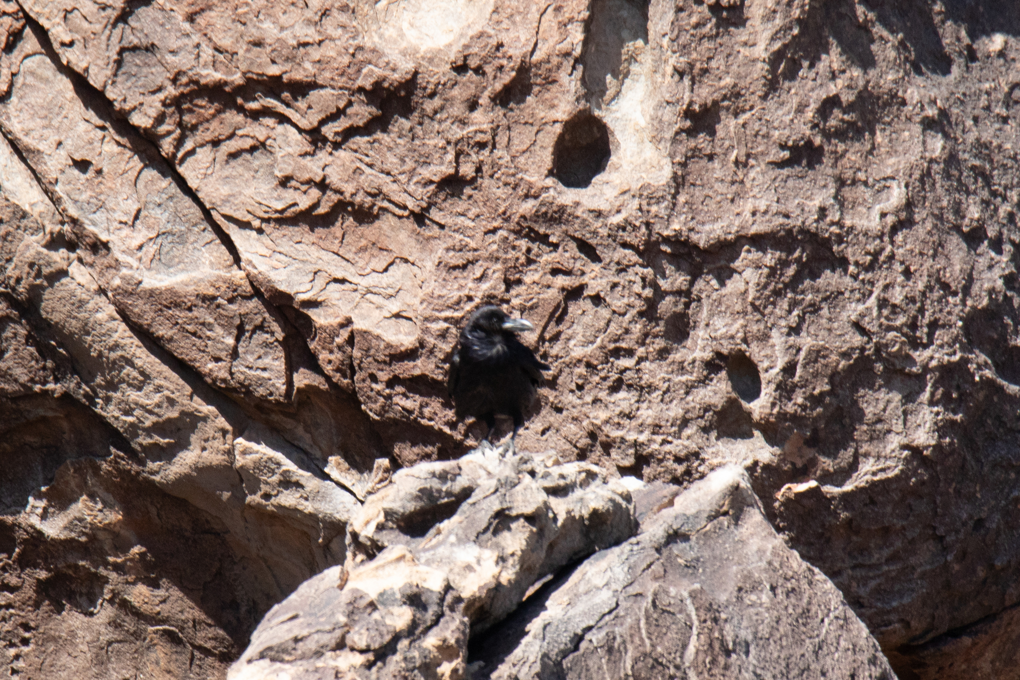 Chihuahuan Raven (Corvus cryptoleucus), photo 4