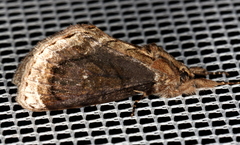 Zalissa catocalina