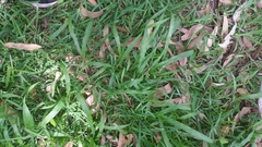 Paspalum mandiocanum