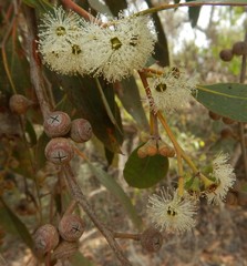 Eucalyptus arenacea