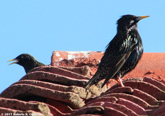 Sturnus vulgaris