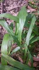 Paspalum mandiocanum