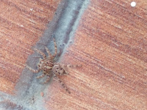 Pantropical Jumping Spider