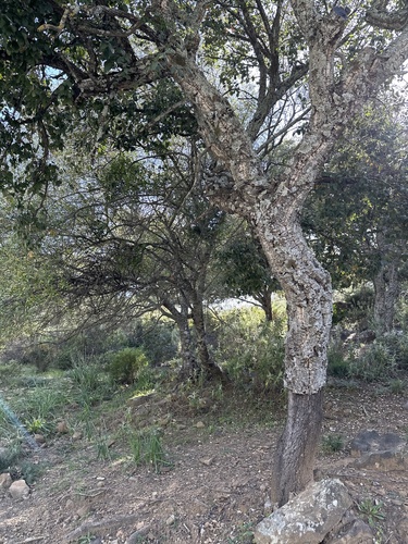 Avistamiento Alcornoque (Sierra Aroche)