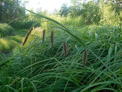 Carex cryptocarpa