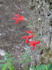 Salvia gesneriiflora