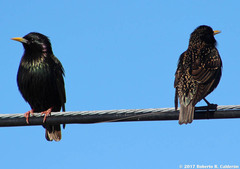 Sturnus vulgaris