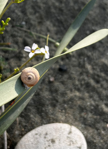 Theba pisana