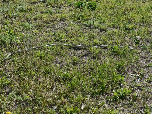 Caspian Whipsnake