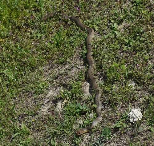 Caspian Whipsnake