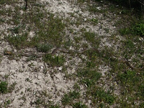Caspian Whipsnake