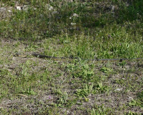 East-Four-lined Ratsnake