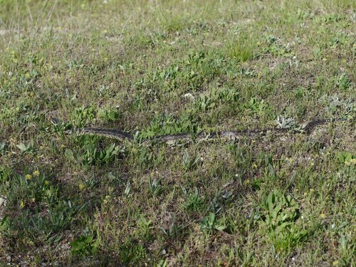 East-Four-lined Ratsnake