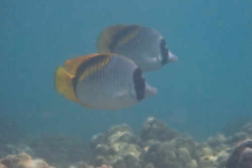 Chaetodon lineolatus, 2026-04-16