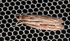 Leistarcha