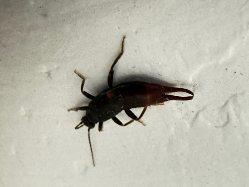 Toothed Earwig