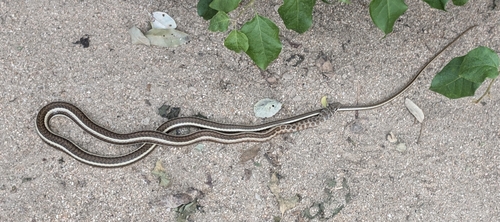 Stripe-bellied Sand Snake